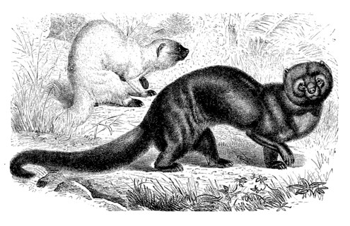 Tayra Or Hyrare