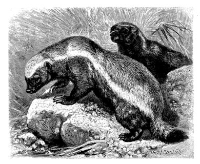 Honey Badger