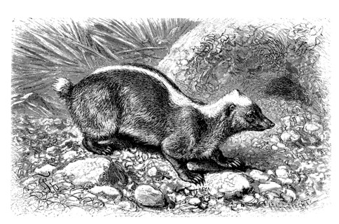 Sunda Stink Badger