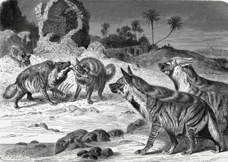 Striped Hyena