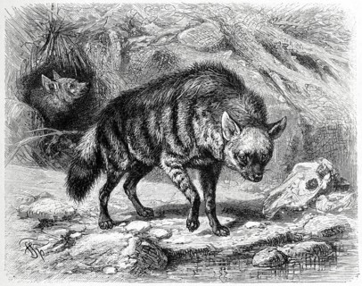 Cibethyena