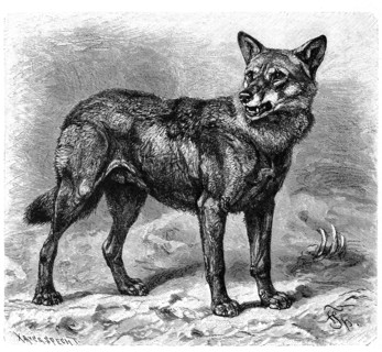 Wolf