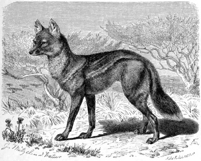 Striped Wolf