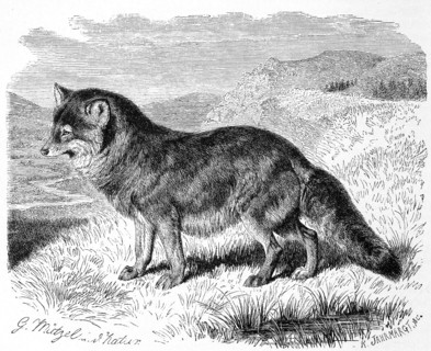 Coyote