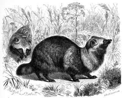 Raccoon Dog