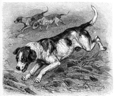Dog