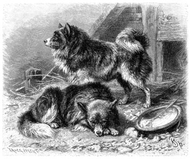 Dog