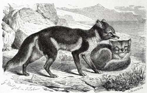 Polar Fox
