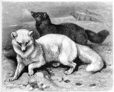 Polar Fox