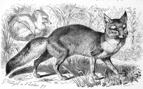 Steppe Fox