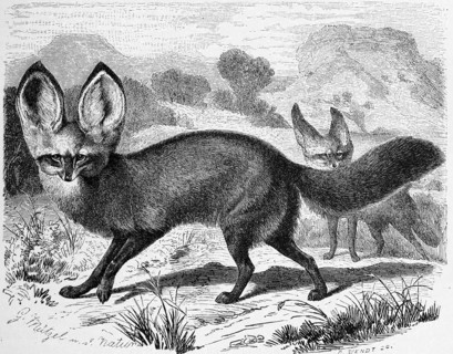 Bat-Eared Fox