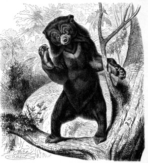 Sun Bear