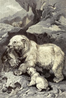 Icebear