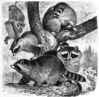 Raccoons