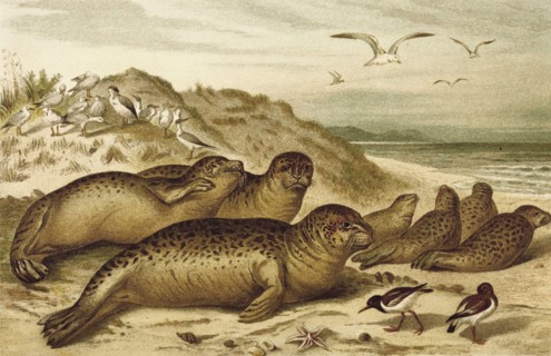 Seal