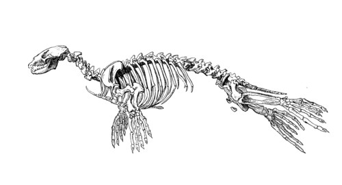 Seal Skeleton