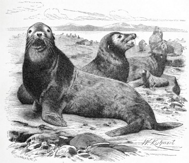 Sea Lion