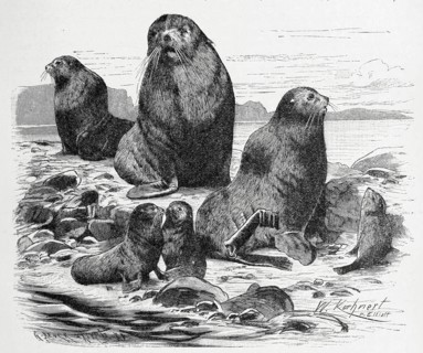 Northern Fur Seal