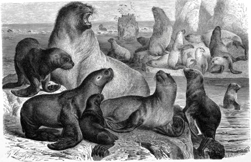 Maned Seal