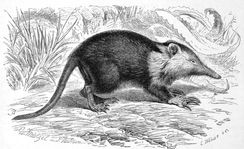 Cuban Slot Weevil Or Almiquí
