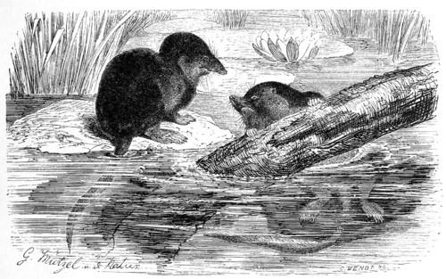 Water Shrew