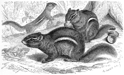 Striped Chipmunk