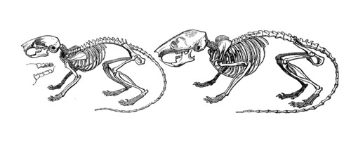 Skeleton Of Dormouse And Garden Dormouse