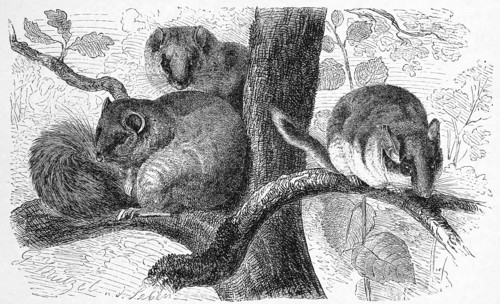 Dormouse