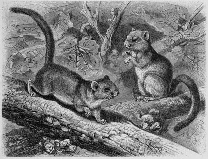 Dormouse