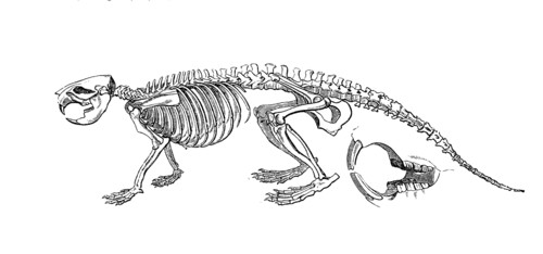 European Beavers