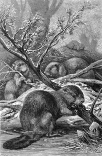 European Beavers