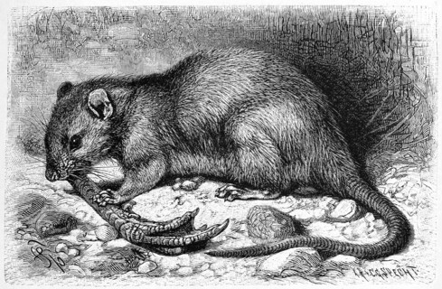 Brown Rat