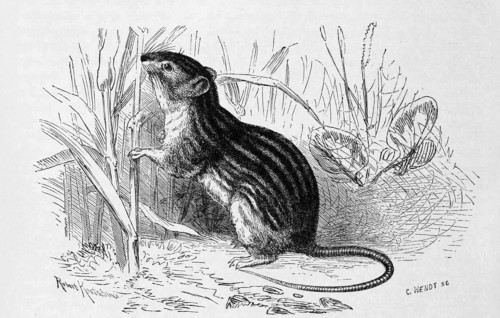 Steppe Birch Mouse