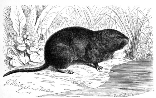 Nutria