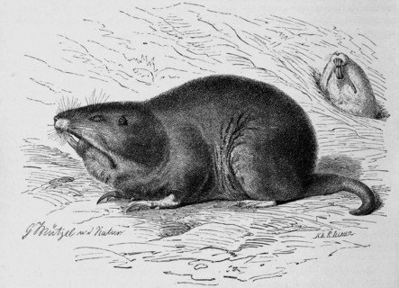 Gophers