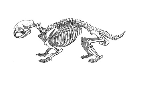 Porcupine Skeleton