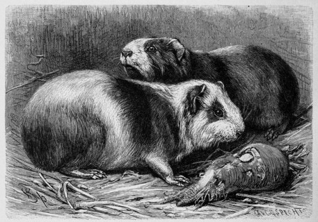 Common Guinea Pig Or Wild Guinea Pig