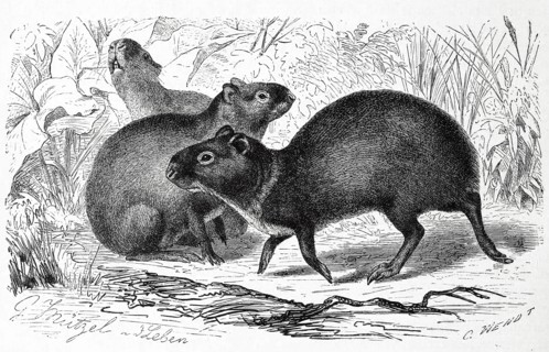 Agouti