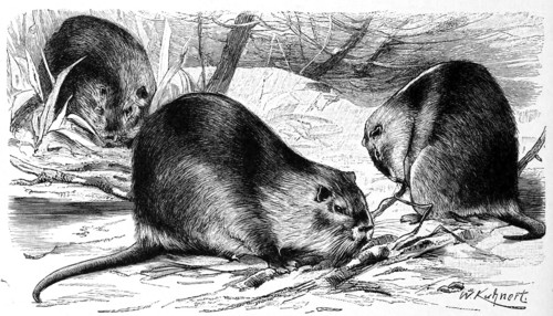 Nutria