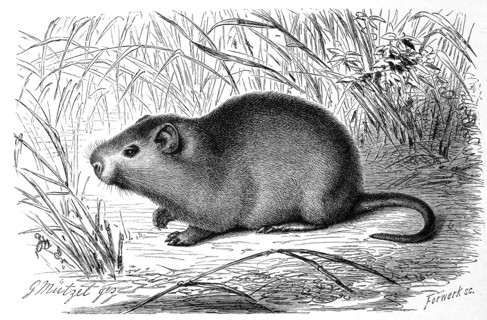 Big Cane Rat