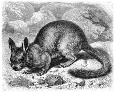 Hare Mice Or Mountain Viscachas