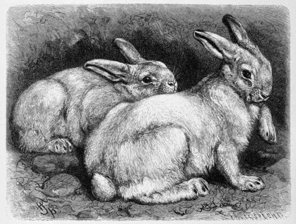 Alpine Hare Or Snow Hare
