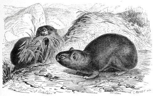 Alpine Pika