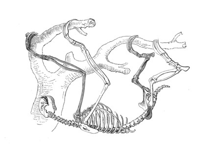 Skeleton Of The Ai