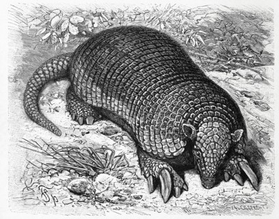 Giant Armadillo