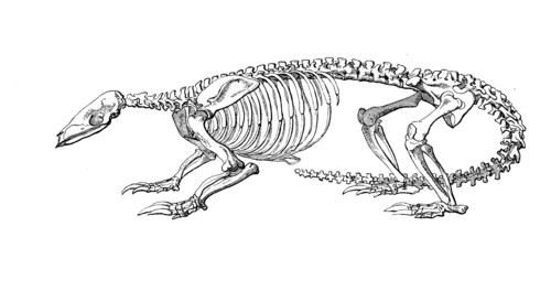 Pangolin Skeleton