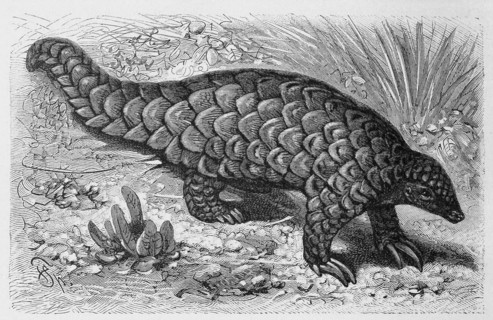 Pangolin