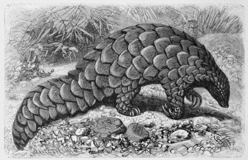 Steppe Pangolin