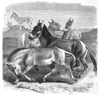 Kulan