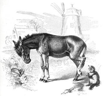 African Donkeys